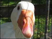 Goose 
