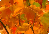 Autumn leaves