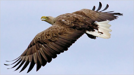 Sea Eagle c/o Iain Erskine
