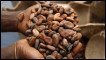 Dried cocoa beans