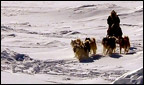 The Arctic