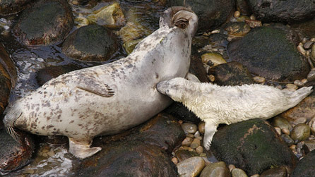 A grey seal and pup by Ade Owens
