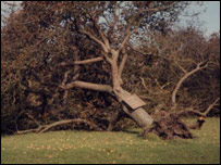 A blown over tree at Charsfield's Three Horseshoes