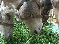 Burros pastando