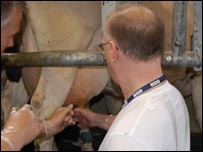 Jonathan milks a cow