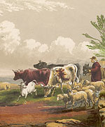 Drover and livestock on common land