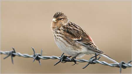 Twite - machair bird - c/o RSPB Images and Marshall