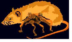 terrifying rat spider