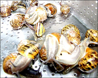Snails