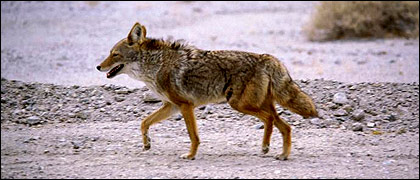 Coyote