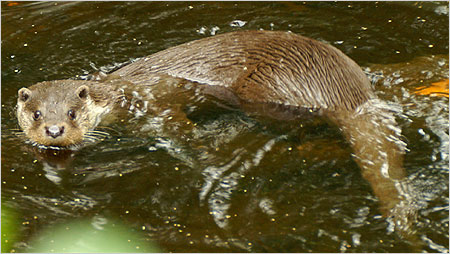 Otter c/o Kevin O'Hara