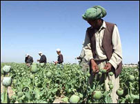 کوکنار