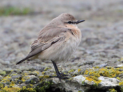 Issabelline wheatear by Moses Davies.