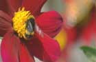 Bee on red flower