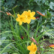 Hemerocallis 'Golden Chimes'