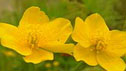 Caltha palustris
