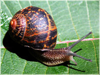 Protect the young plants from vermin and snails.