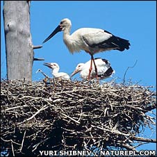 Oriental_stork_nesting