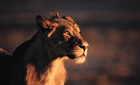 An adolescent lion in the sunset
