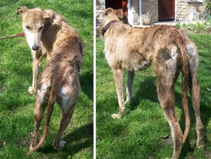 Stella with added extra fragrance