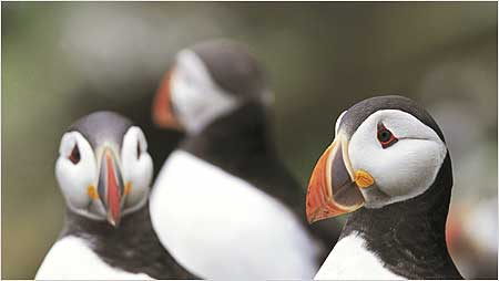 Puffin c/o RSPB Images and Andy Hay