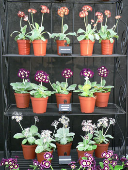 auriculas