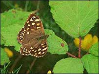 Speckled Wood Butterfly