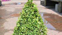 Buxus sempervirens