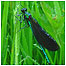 Demoiselle c/o Mike Snow and Wildlife Trust of S & W Wales