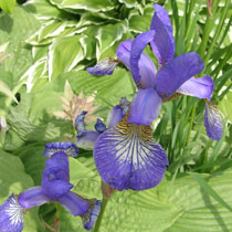 iris_perrys_blue