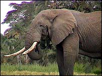 Elefante