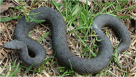 Melanistic Adder c/o Will Atkins, LEHART