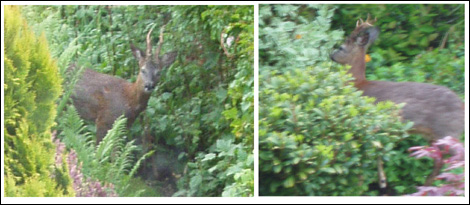 Deer in Arnside