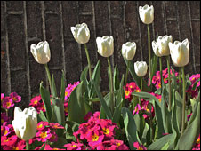 10tulips.jpg