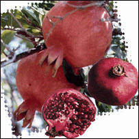 انار