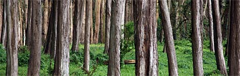 trees