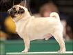 Pug (Foto: The Kennel Club Picture Library)