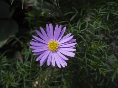 Bold but beautiful...