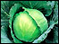 Cabbage