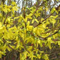 Forsythia intermedia 'Spectabilis'