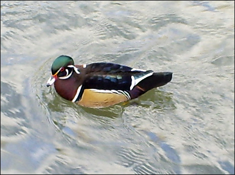 Ducks in the Maltings