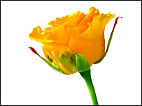 A yellow rose