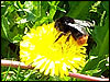 Bee on a dandelion