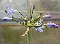 Aganapthus