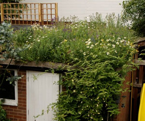 Green roof