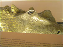 one of the creatures to be found at Warwickshire Museum