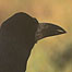 Buckenham Farm (Image: Corvid)