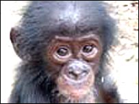 Bonobo