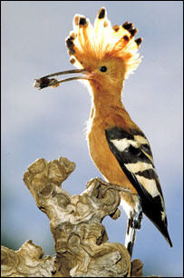 شانه سرک