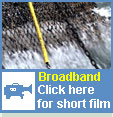 broadband film
